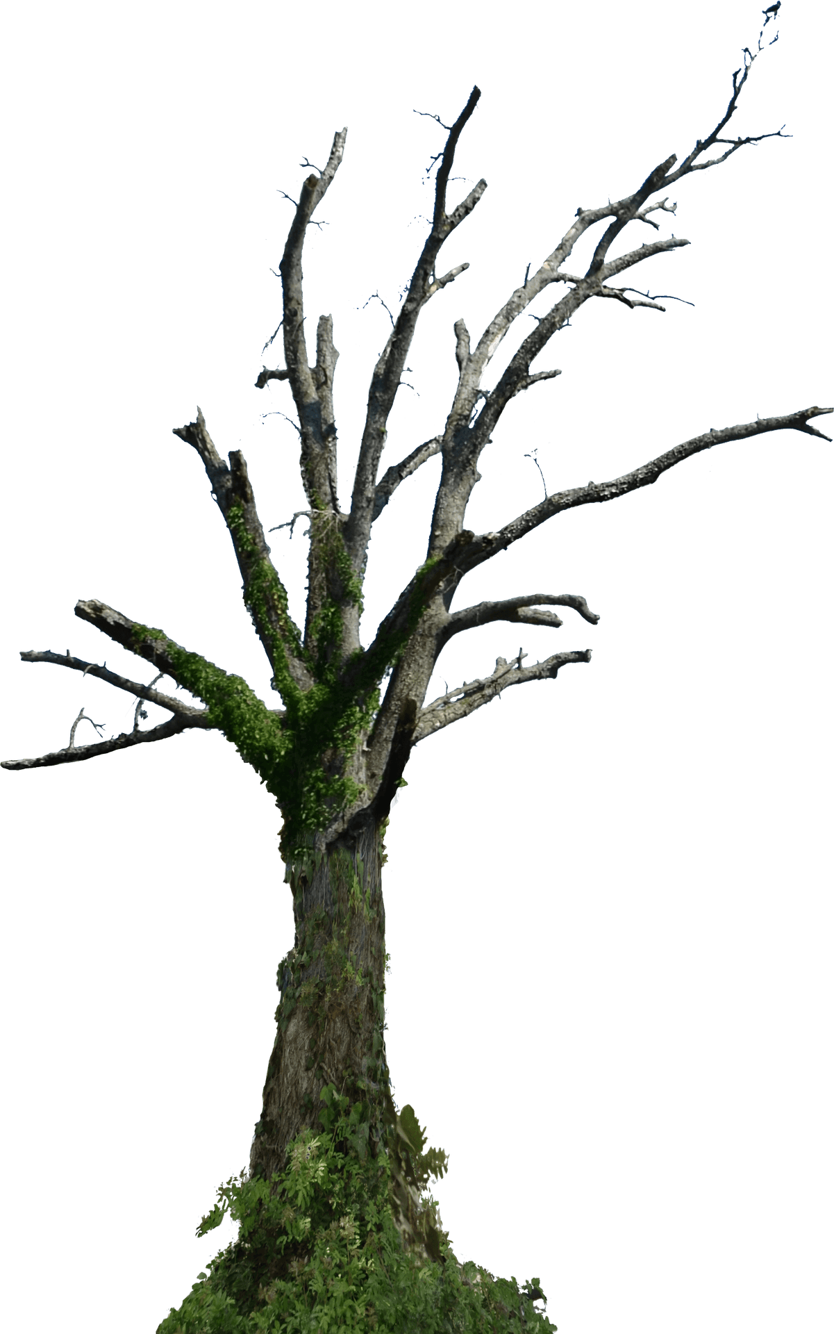 Bare Branches Dead Tree PNG