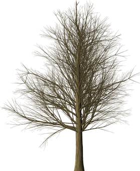 Bare Tree Against Dark Background PNG
