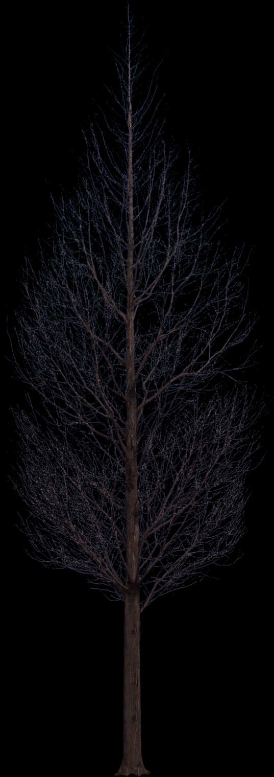 Bare Tree Against Night Sky PNG