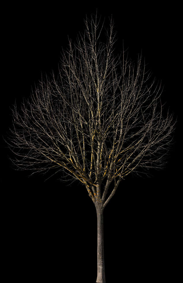 Bare Tree Against Night Sky PNG