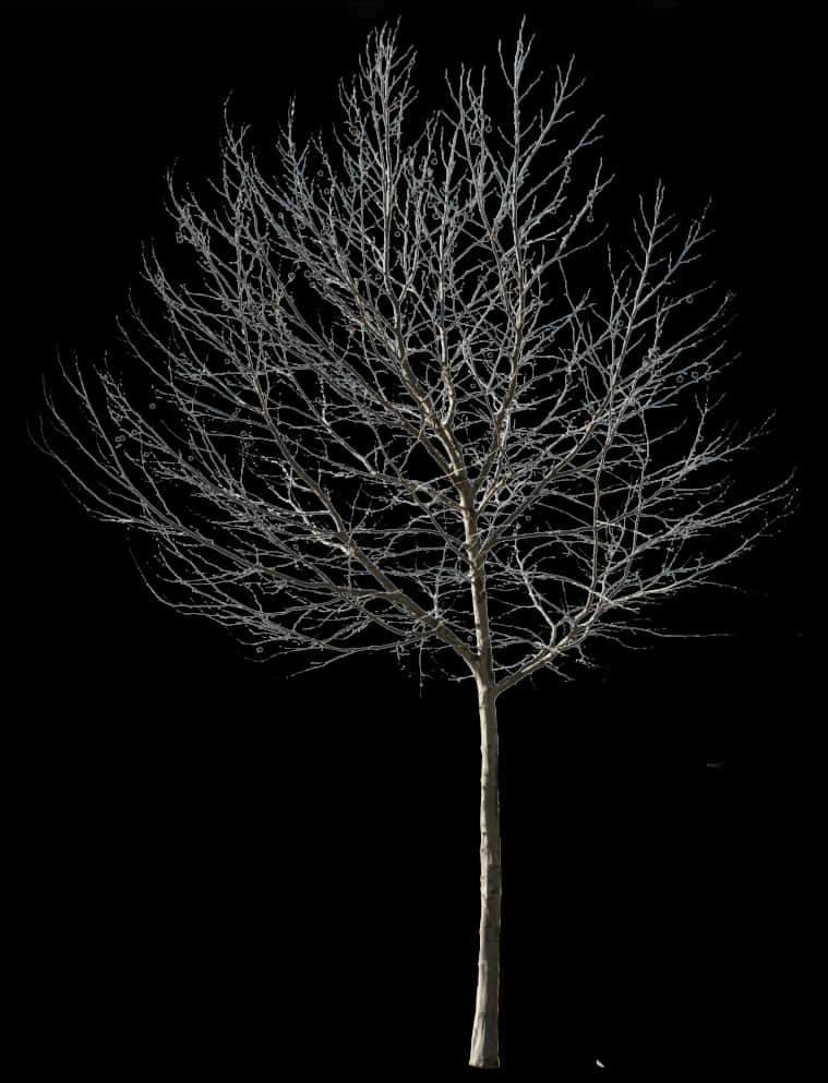 Bare Tree Against Night Sky PNG