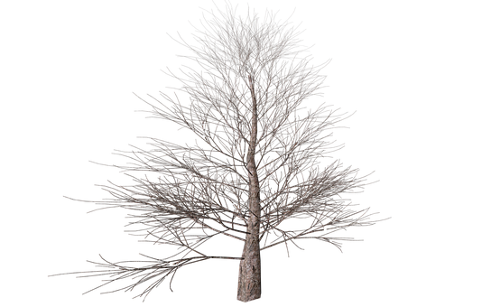 Bare Tree Against Night Sky PNG