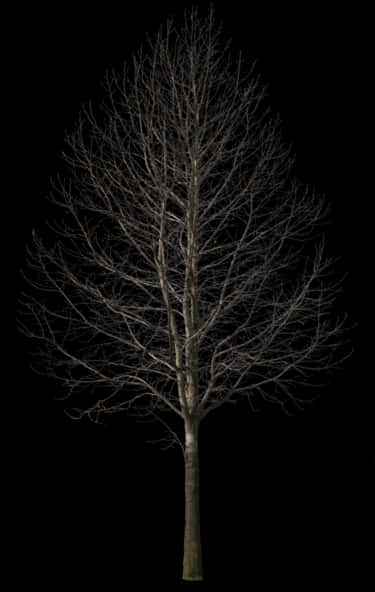 Bare Tree Against Night Sky PNG