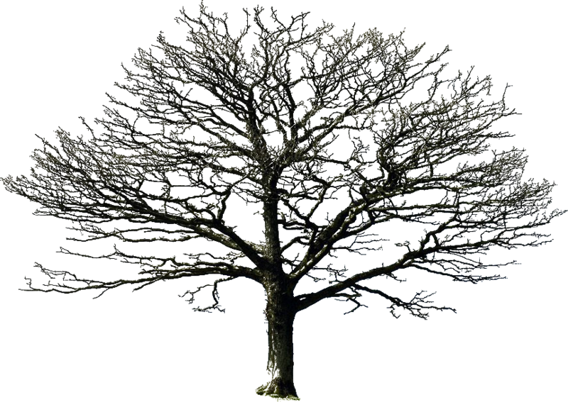 Bare Tree Against Sky PNG