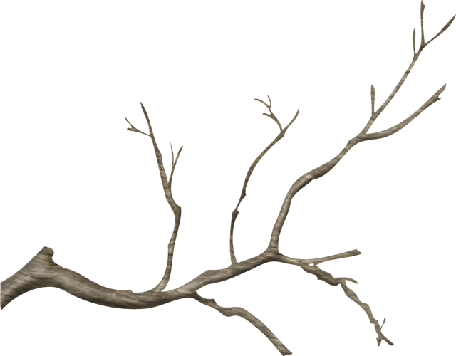 Bare Tree Branch Against Blue Sky PNG