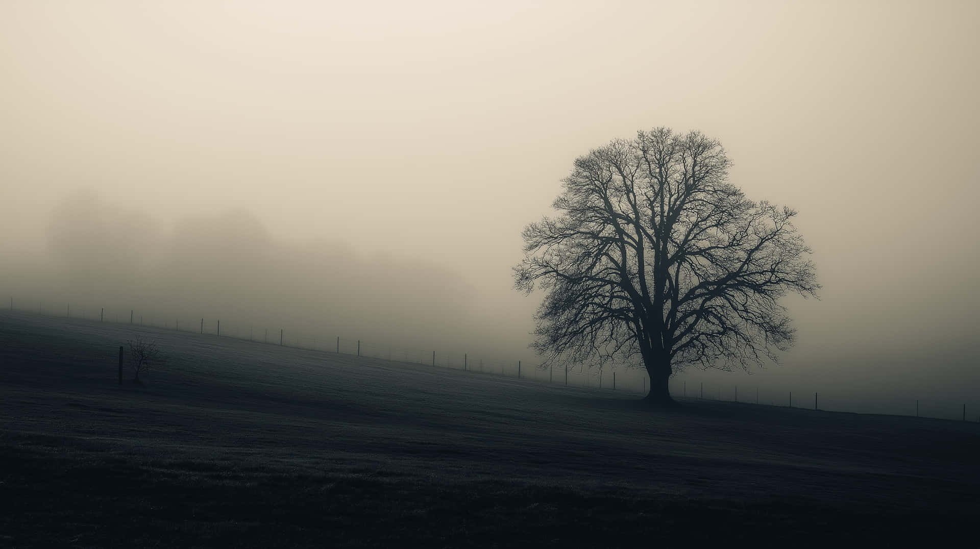 Bare Tree Silhouetted In Misty Field On A Gloomy Morning Wallpaper