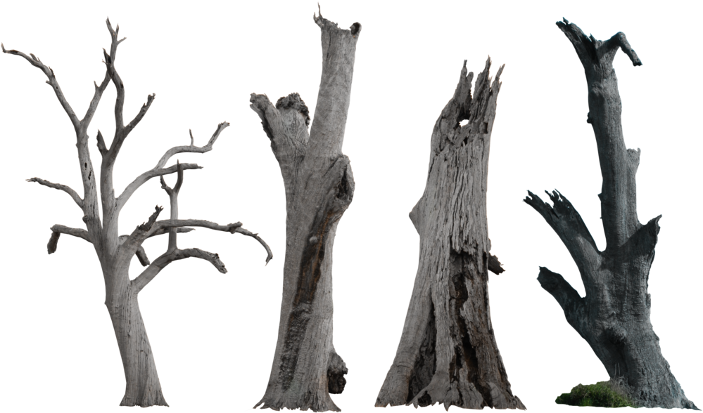 Bare Tree Trunks Against Sky PNG