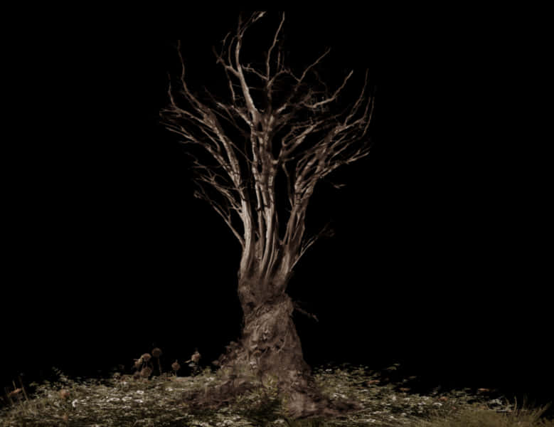 Bare Treewith Visible Roots PNG