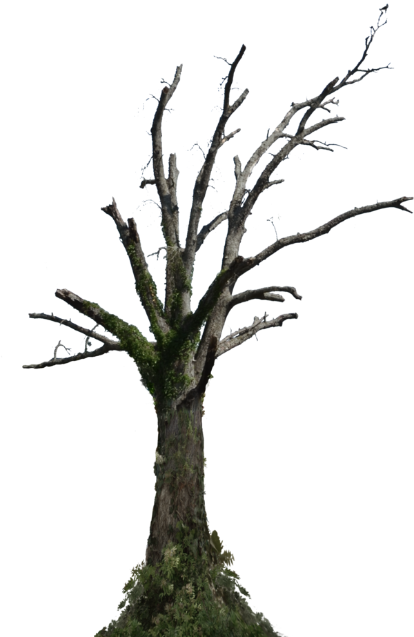 Bare_ Branches_ Dead_ Tree_ Sky_ Background PNG