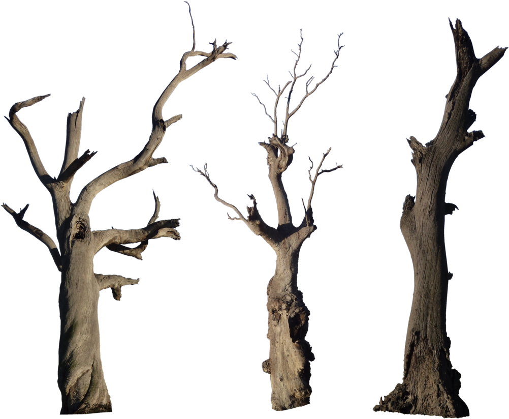Bare_ Dead_ Trees_ Against_ Sky PNG