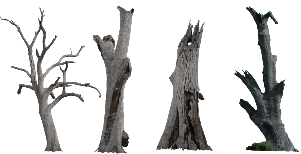 Bare_ Dead_ Trees_ Against_ Sky PNG