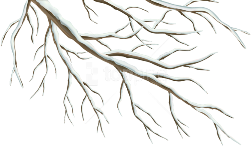 Bare_ Tree_ Branches_ Graphic PNG