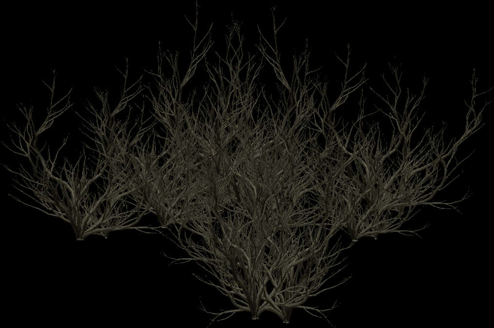 Bare_ Tree_ Branches_ Silhouette PNG