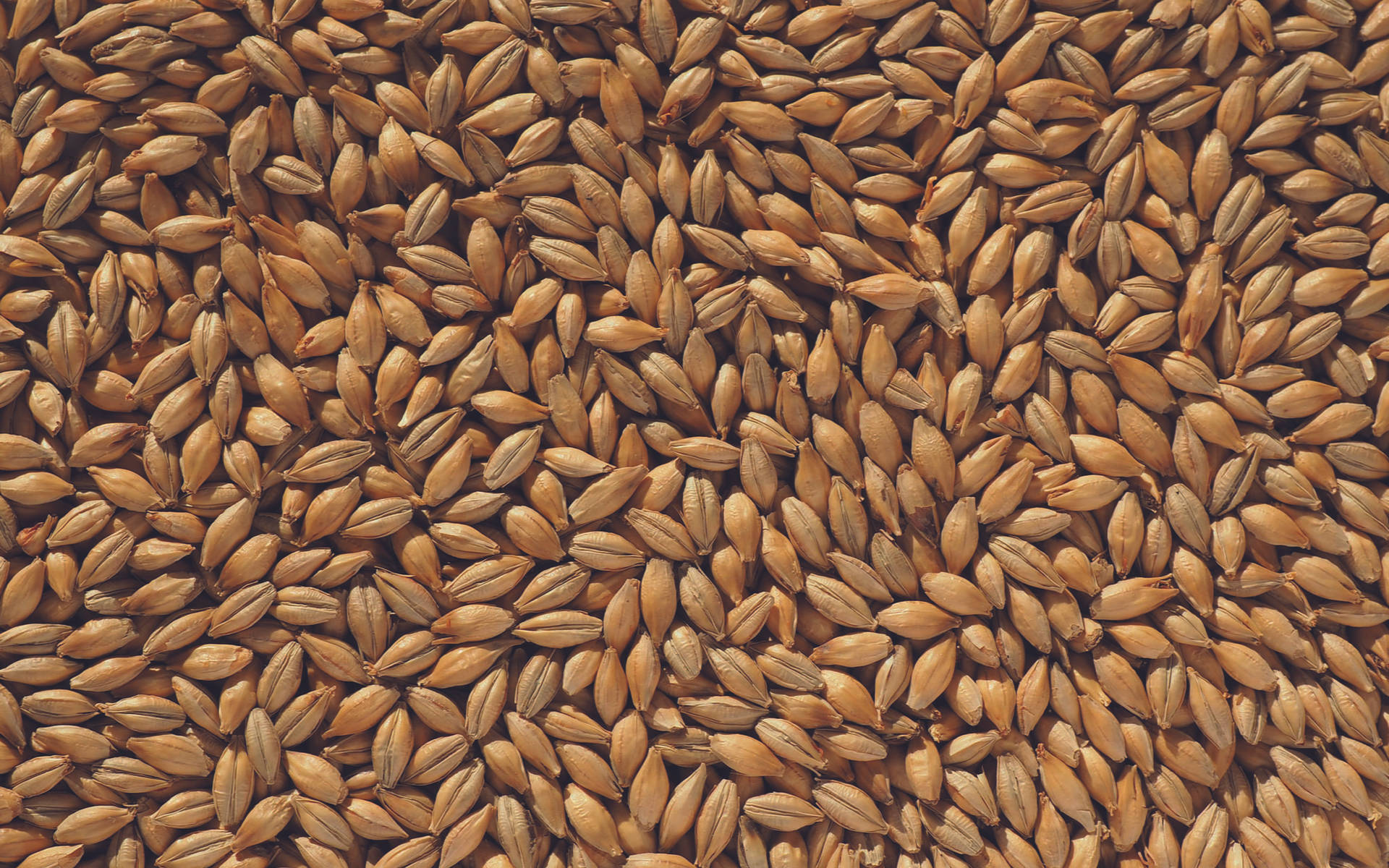 Kornkornsbakgrund(barley Grain Backdrop) Wallpaper