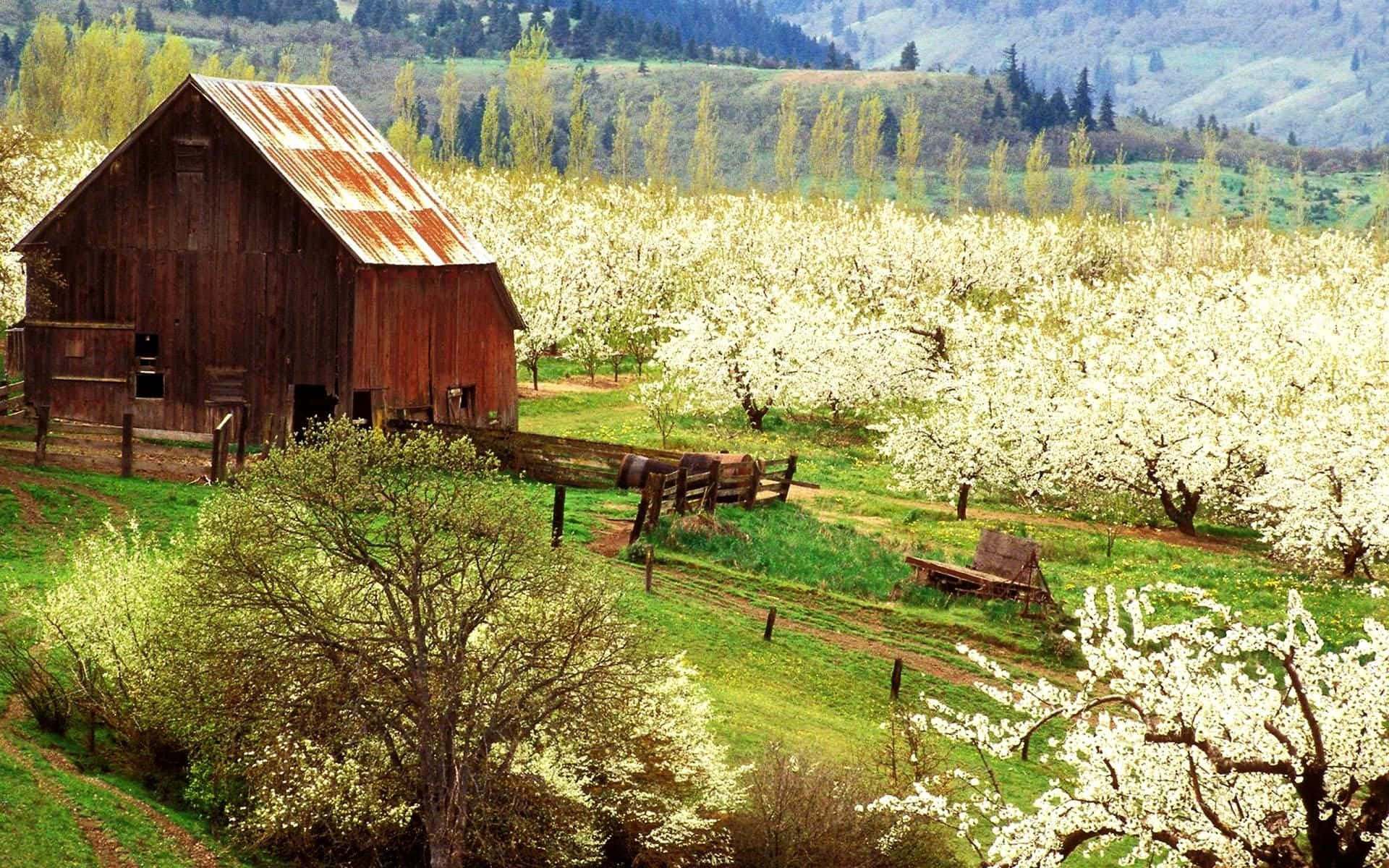 A Barn In The Middle Of A Field With Blossoming Trees
