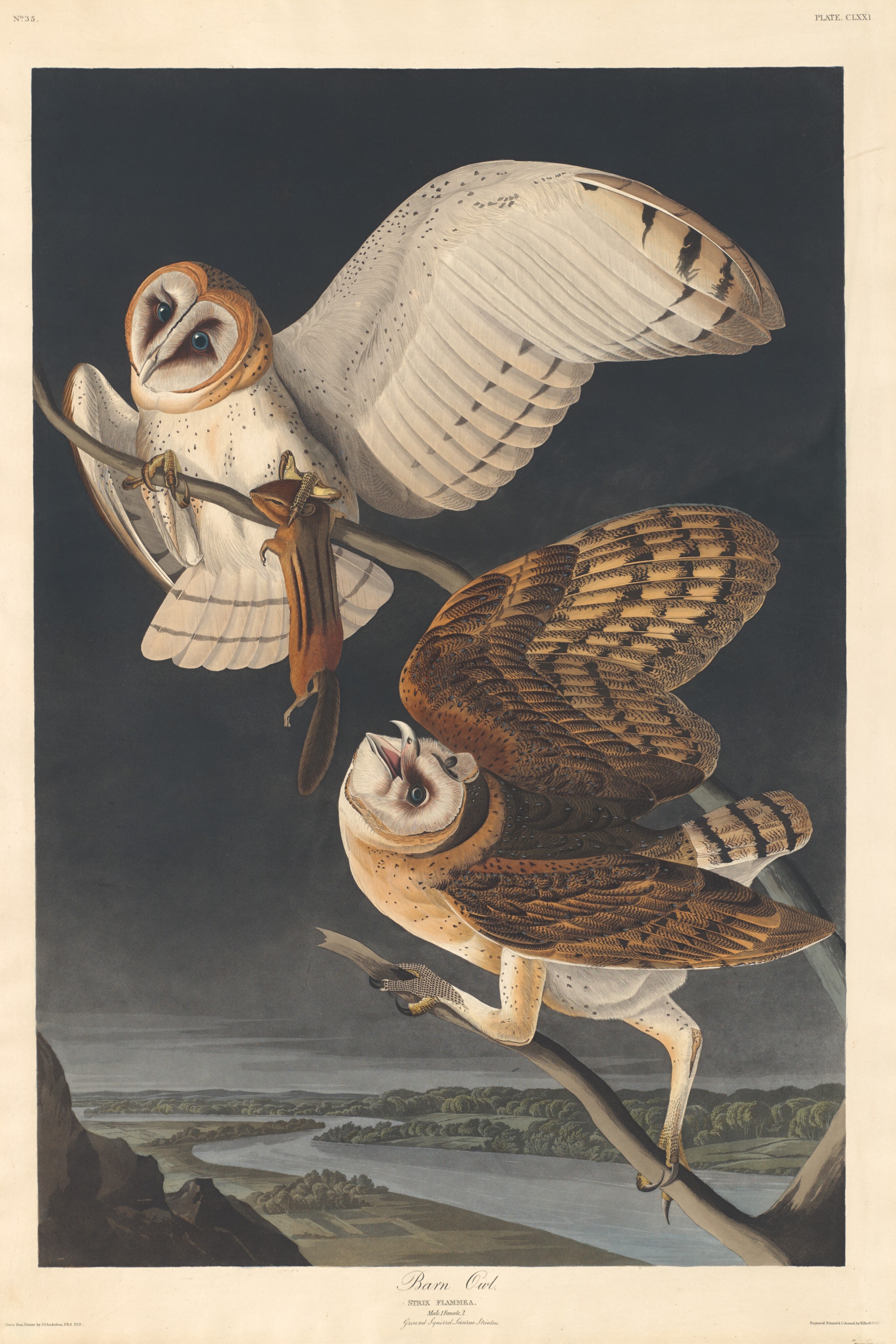 Barn Owl Wallpaper