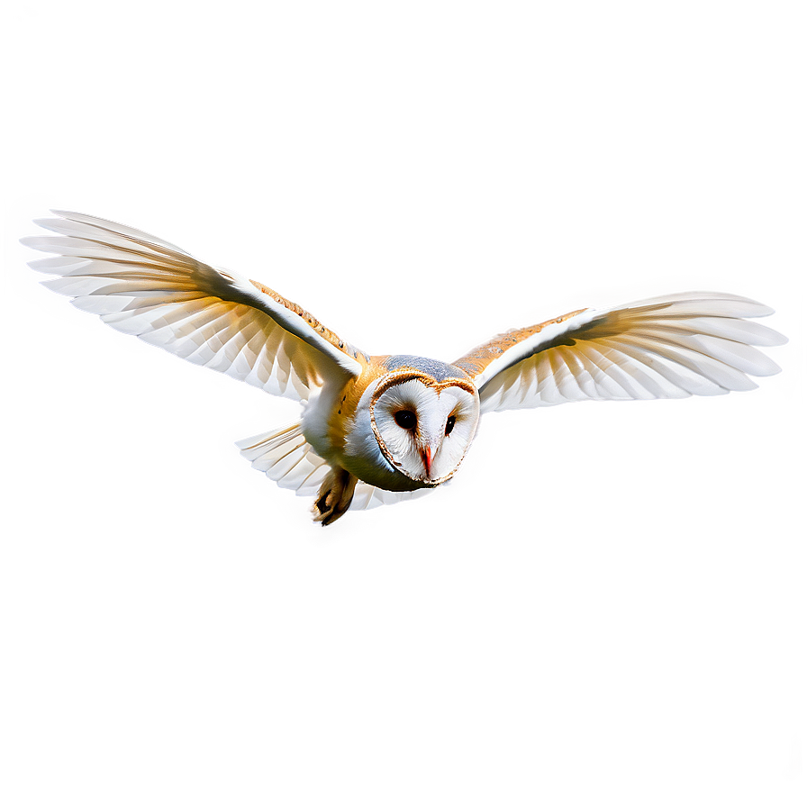 Barn Owl Gliding Png 74 PNG