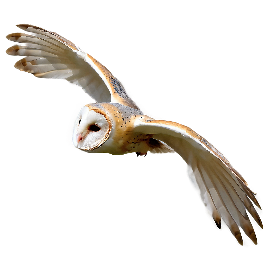 Barn Owl Gliding Png Etv PNG