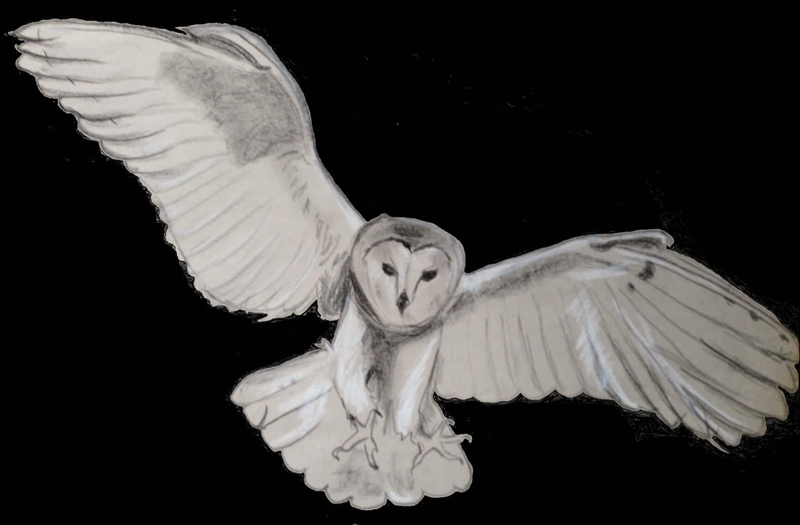 Barn Owl In Flight PNG