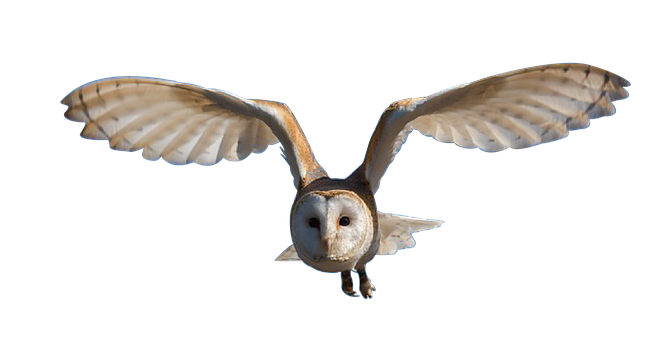 Barn Owl In Flight Against Black Background PNG