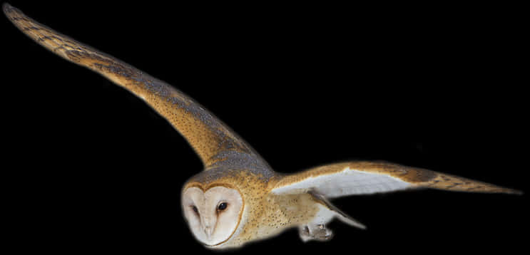 Barn Owl In Flight PNG