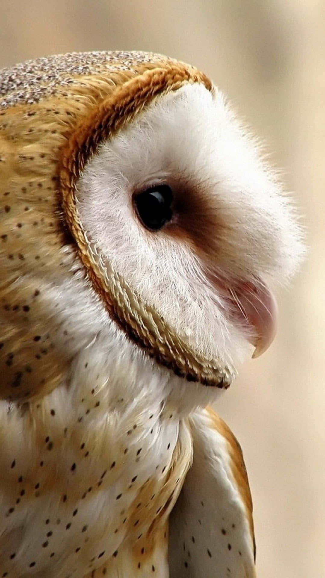 A barn owl stares intensely in the night sky