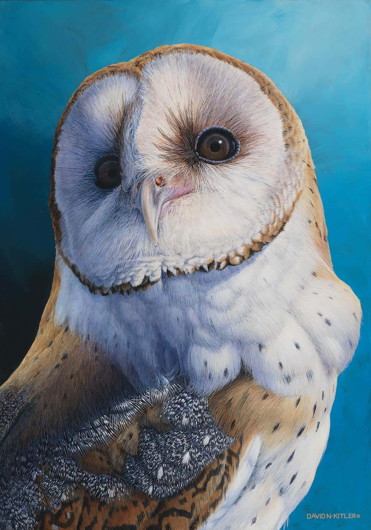 Barn Owl - Oil On Canvas