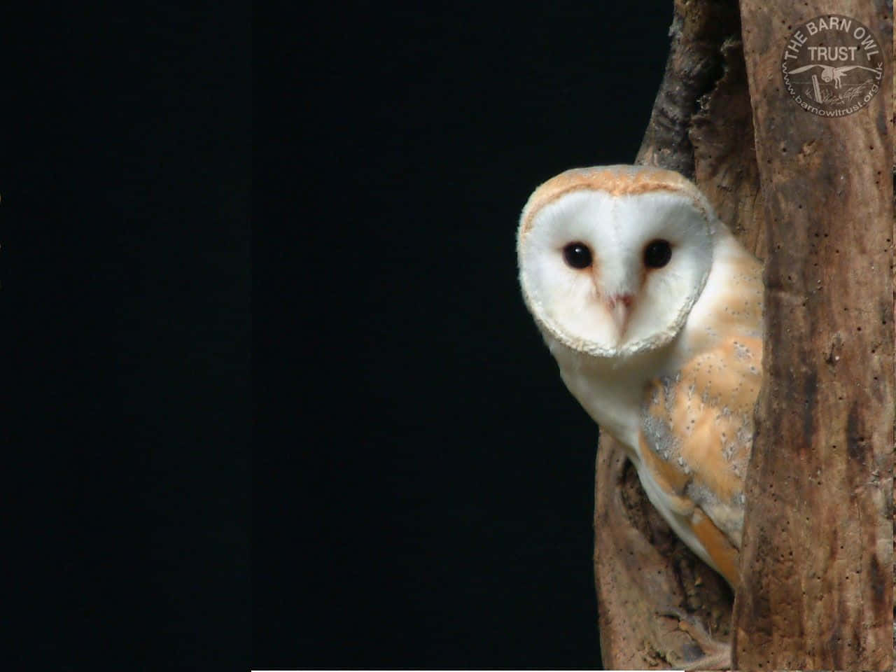 Barn Owl - A Nocturnal Owl