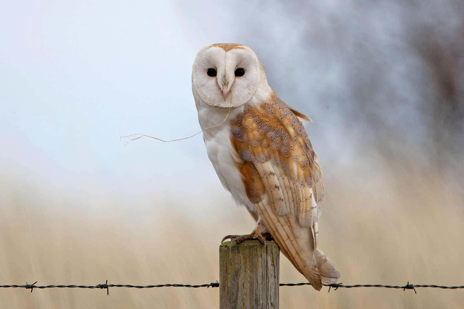 "The Barn Owl – A Wise and Unmistakable Predator"