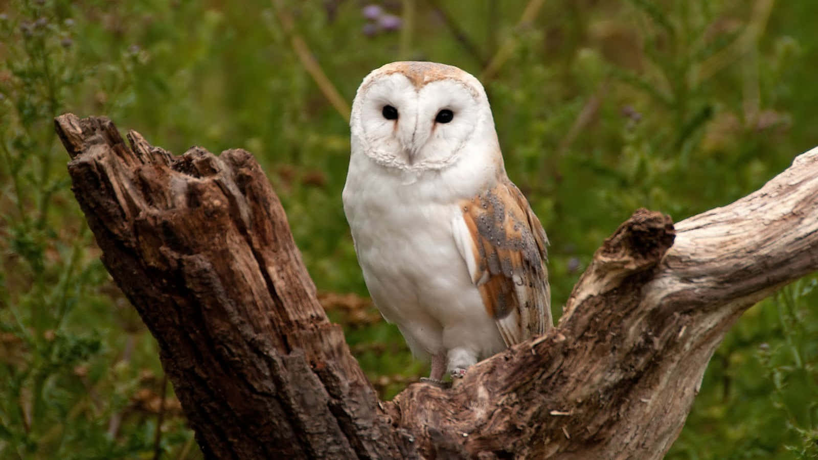 Beautiful Barn Owl perched on branch.