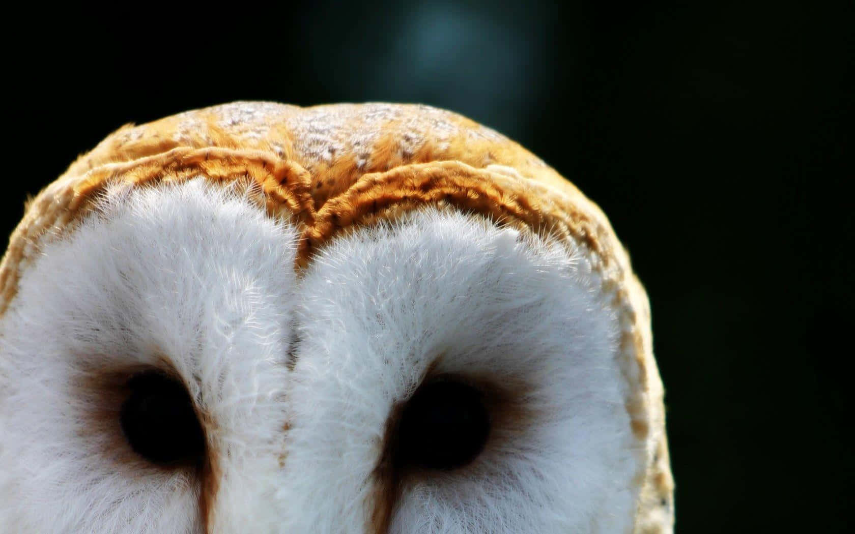 A barn owl's keen eyesight helps it hunt during the night