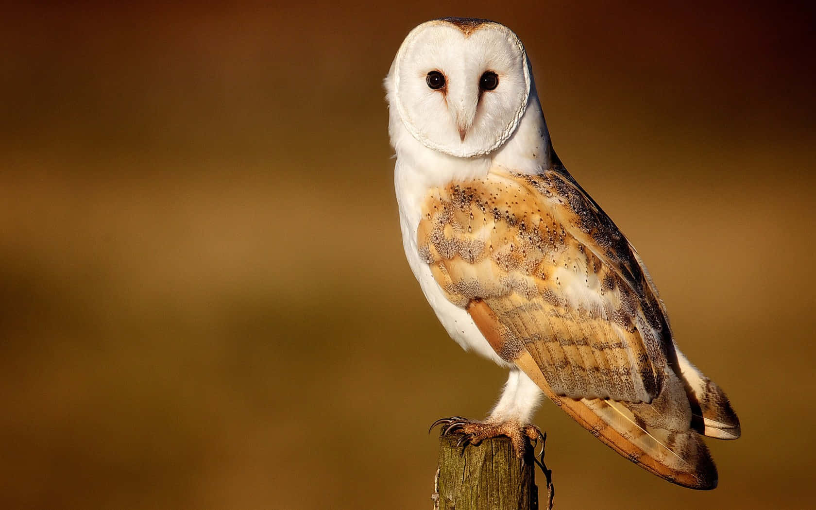 Barn Owls - A Species Of Owl