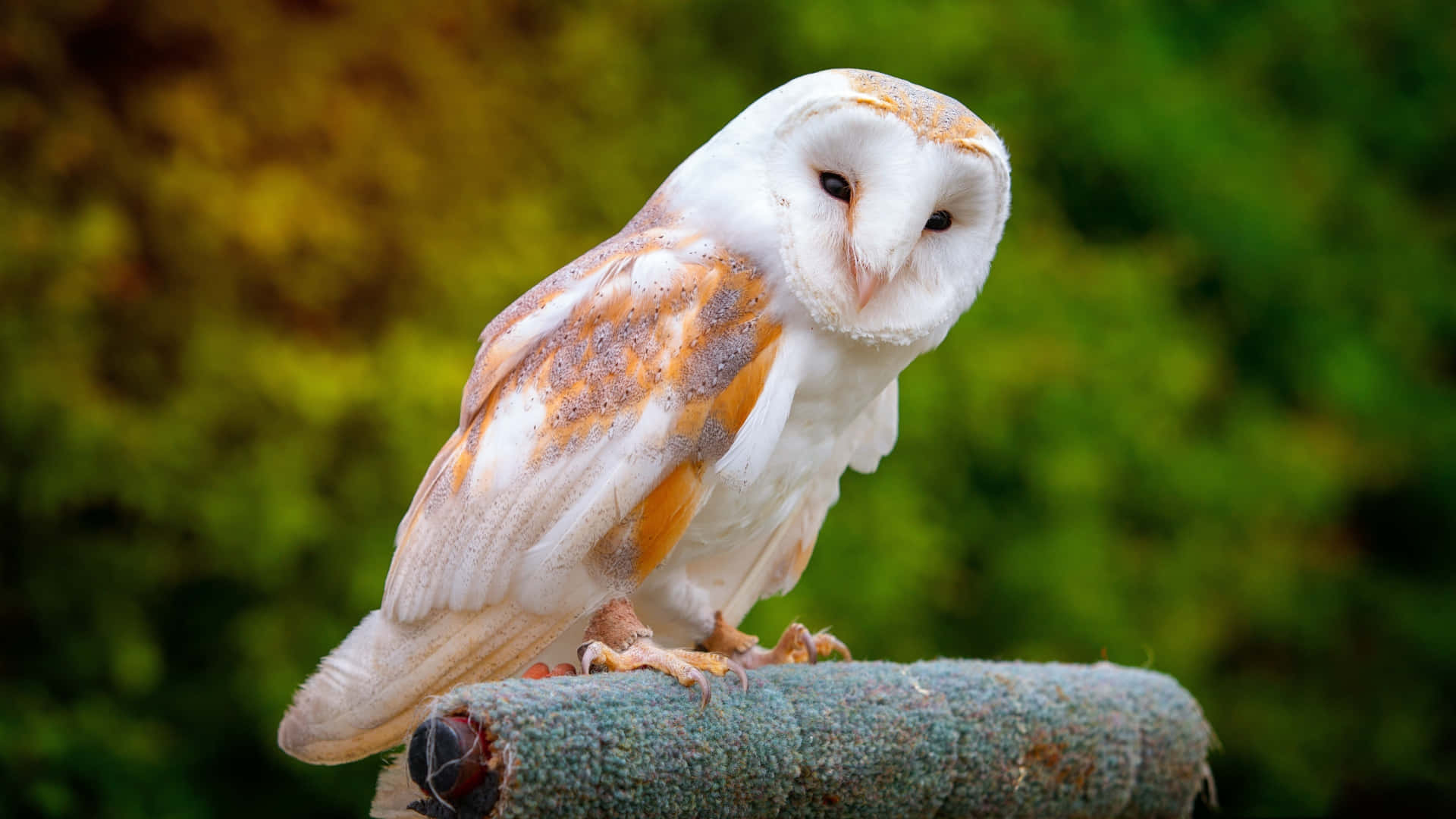 "A Majestic Barn Owl"