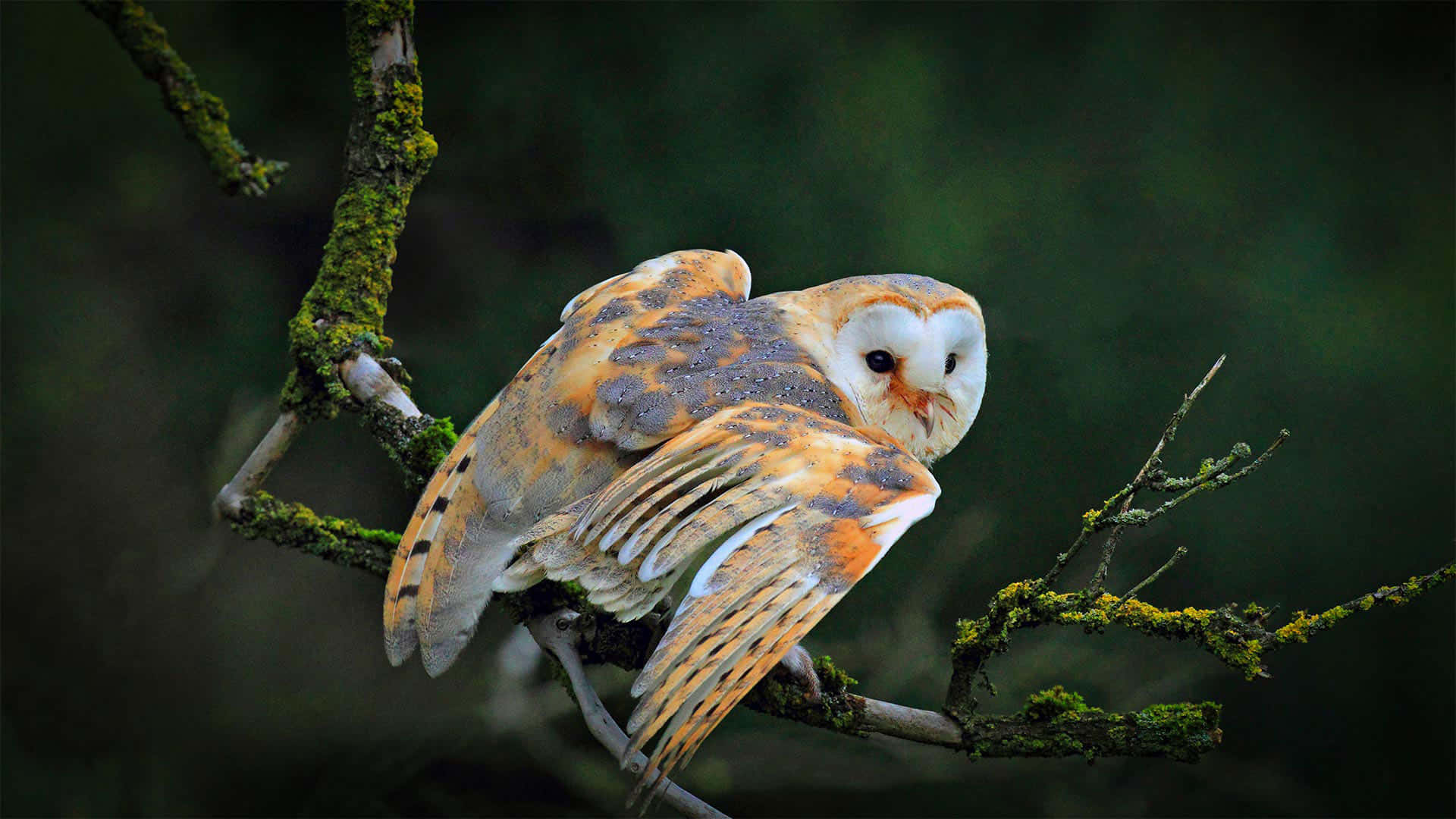 A Barn Owl Perched On A Branch
