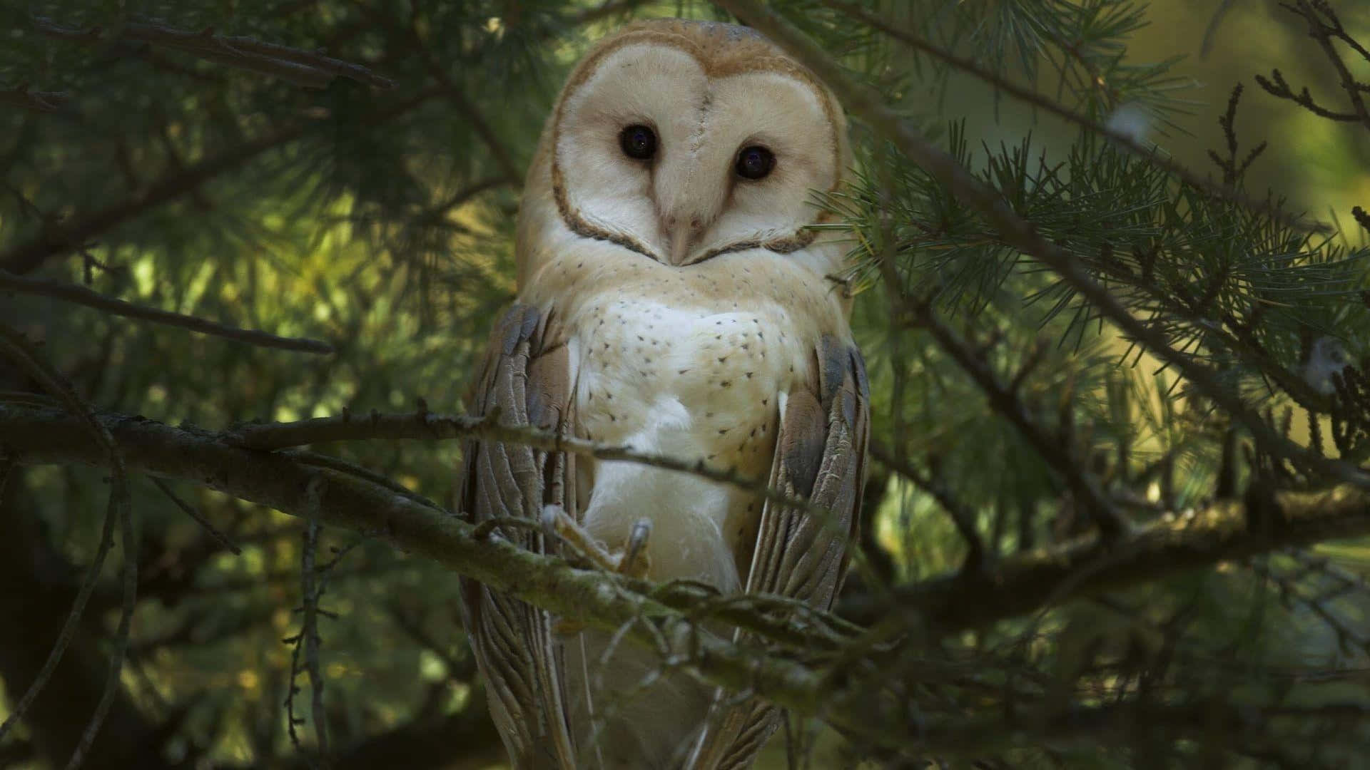 A Barn Owl Perched in a Tree