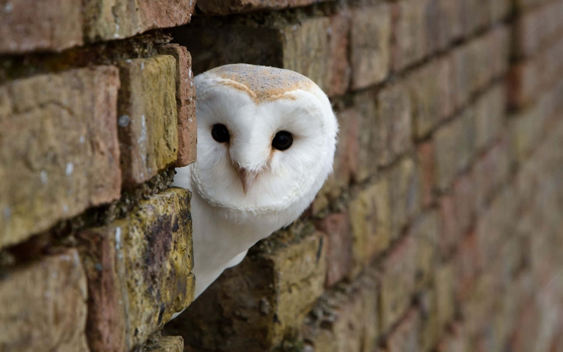 Barn Owl Peeking Out Of A Brick Wall