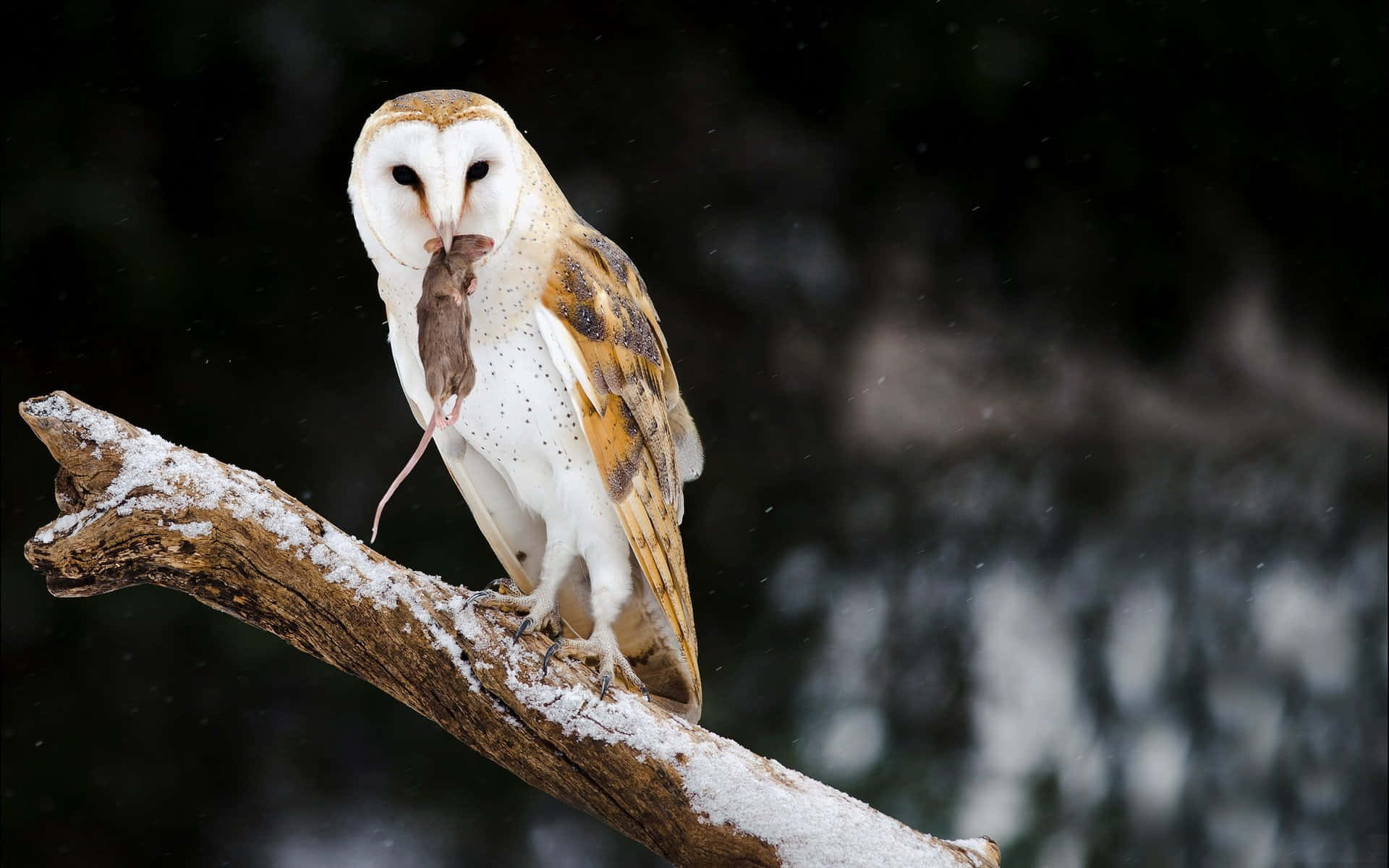 An adorable barn owl perched on a tree branch