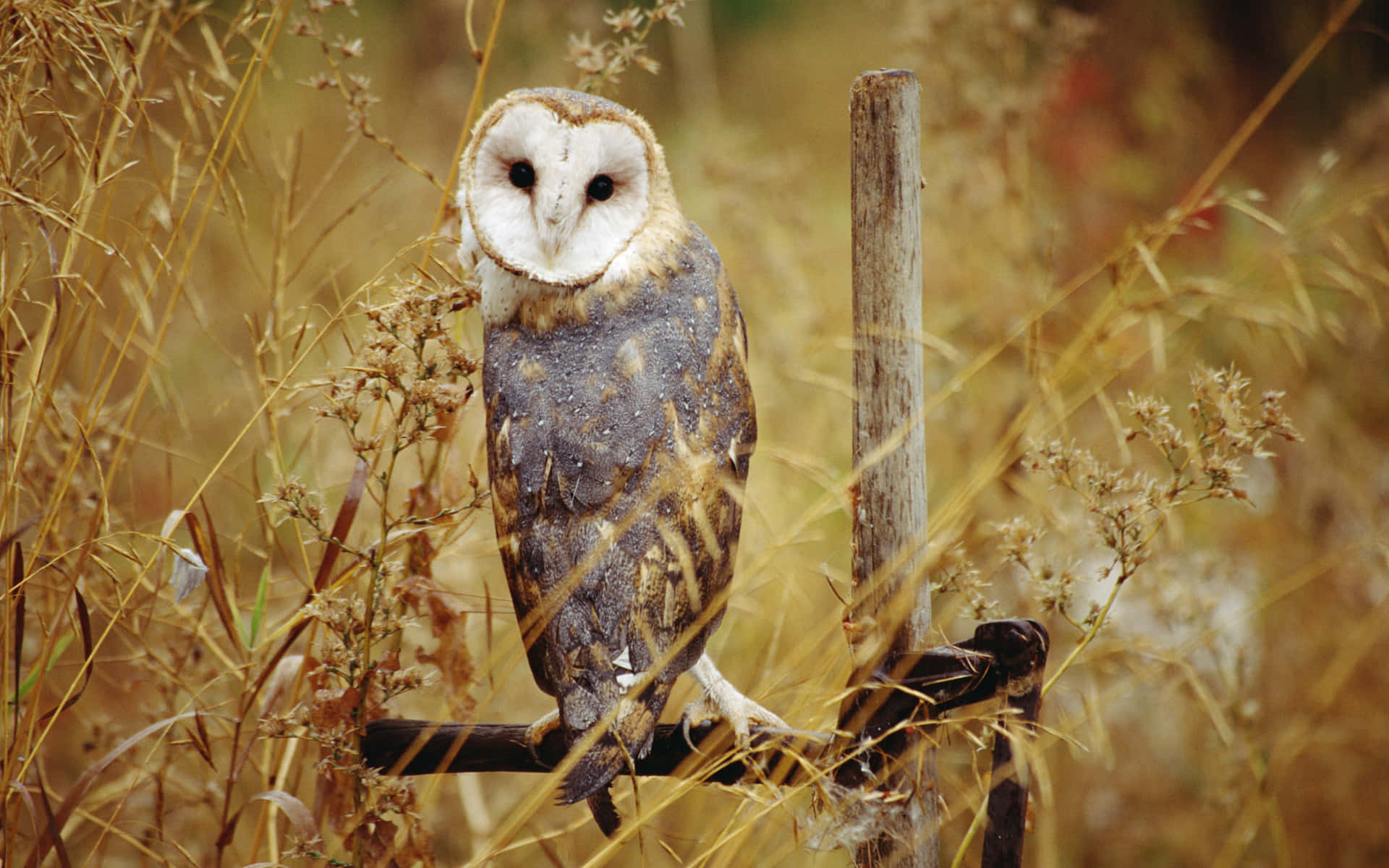 A magnificent barn owl resting in its habitat