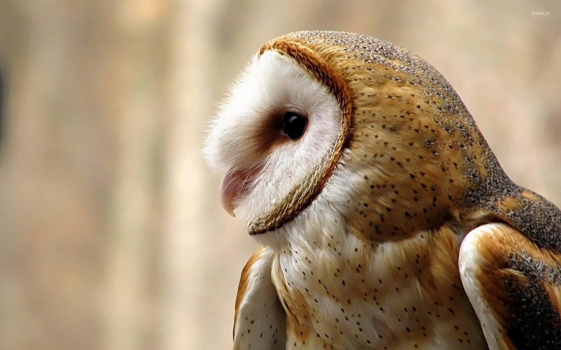 A Closeup of a Brown Barn Owl