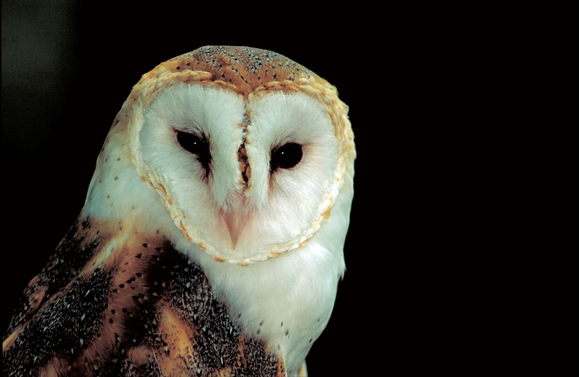 A Wise Look From a Barn Owl