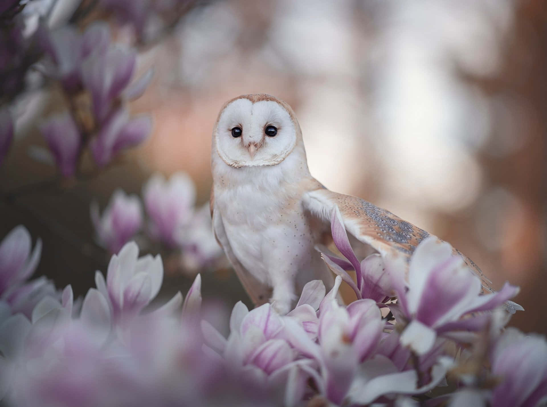 A Beautiful Barn Owl Perched on a Tree