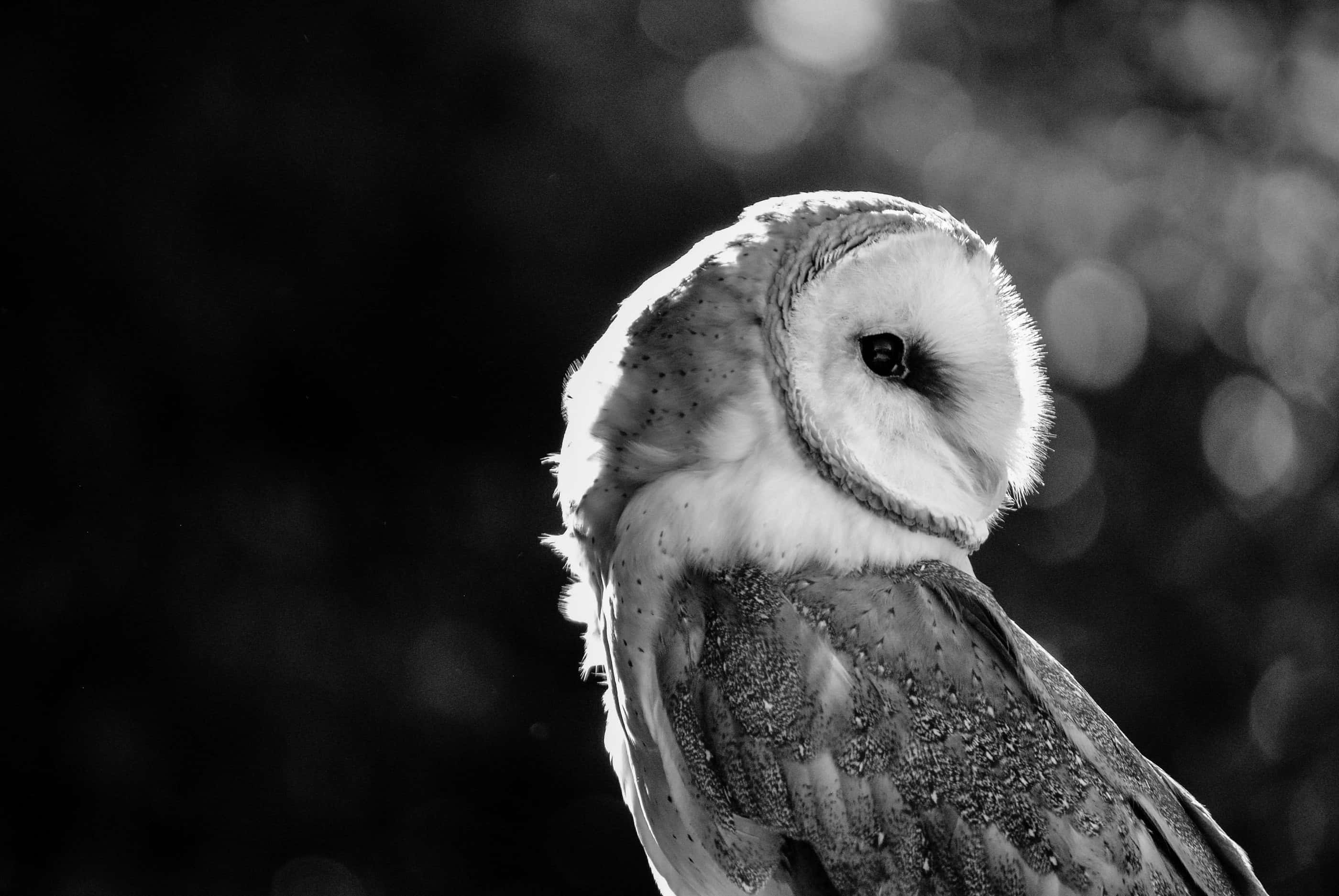 Barn Owl Tyto alba  Animaux et oiseaux Chouette Photo hibou