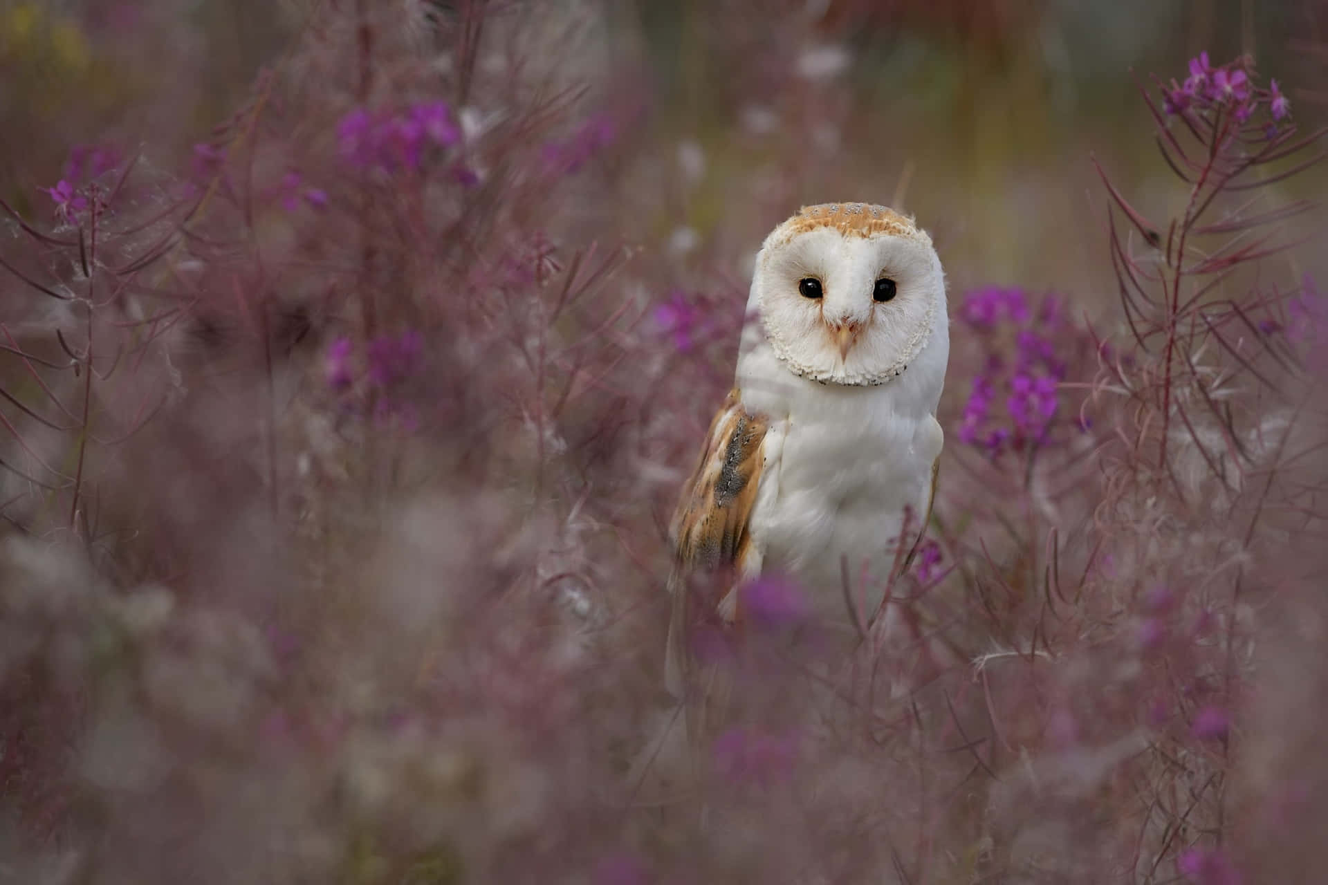 A Barn Owl perched atop a tree branch