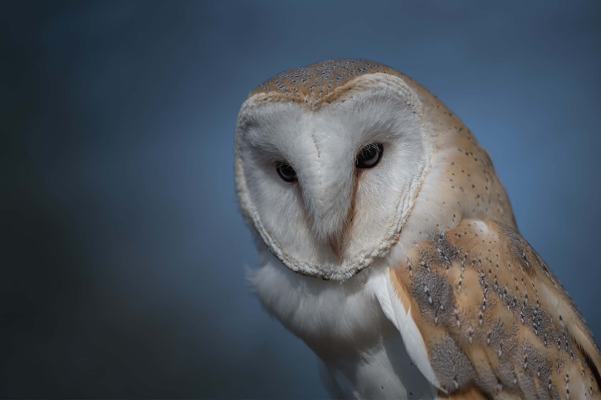 A majestic barn owl sits perched atop a tree branch.