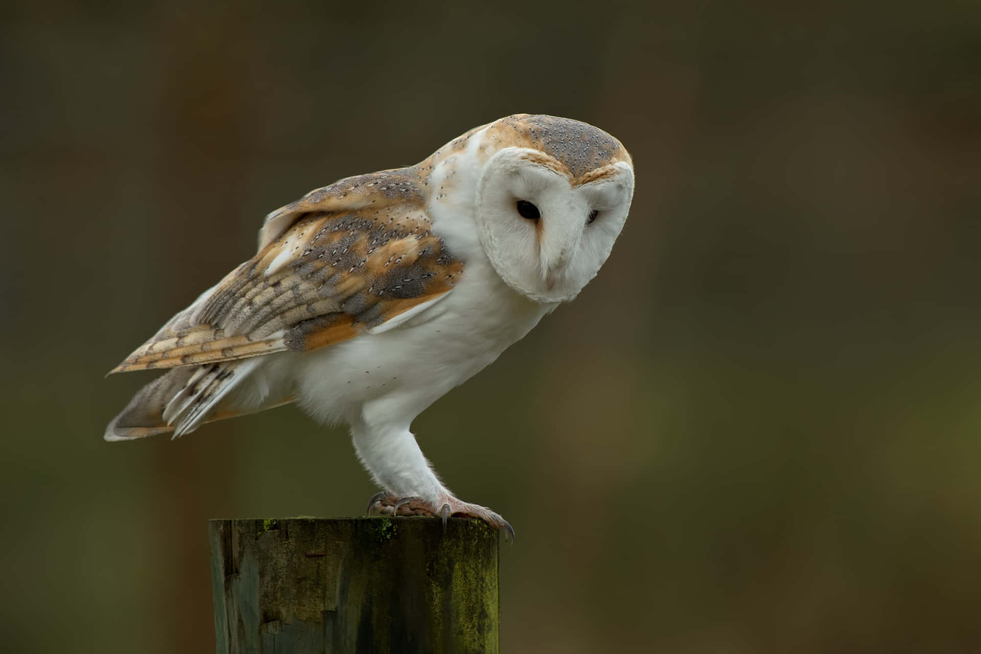 A Barn Owl perched on a tree branch