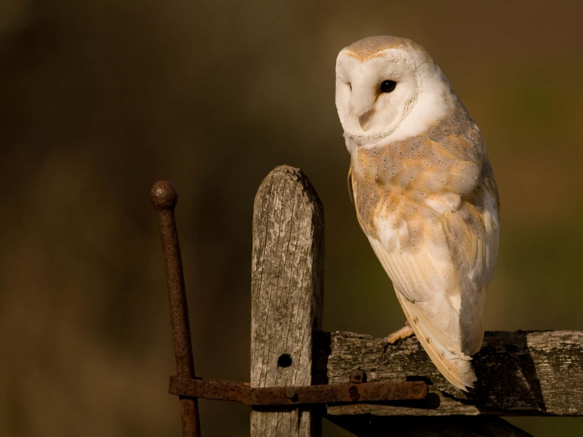 Barn Owl Perched On A Fence