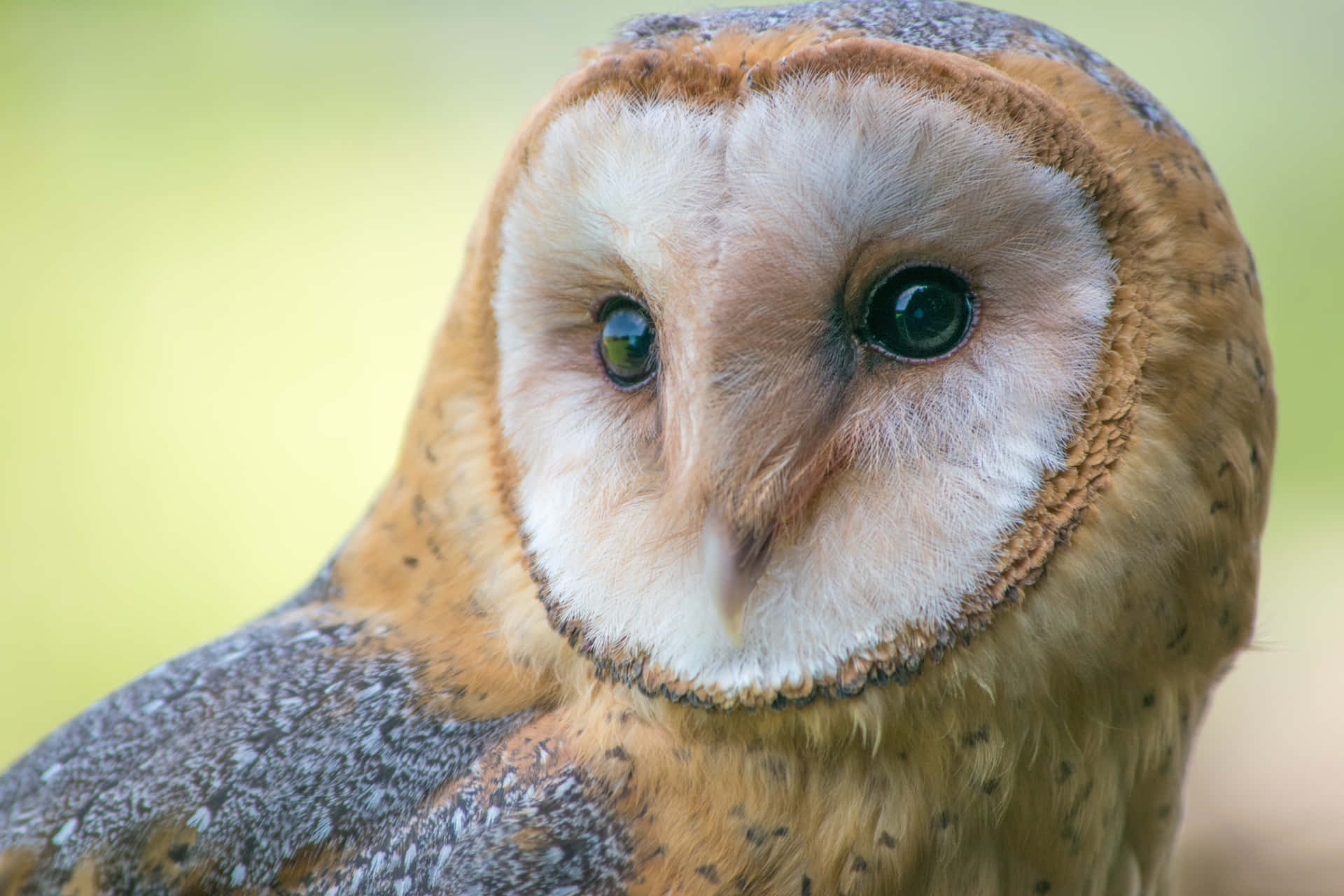 A beautiful Barn Owl in its natural habitat