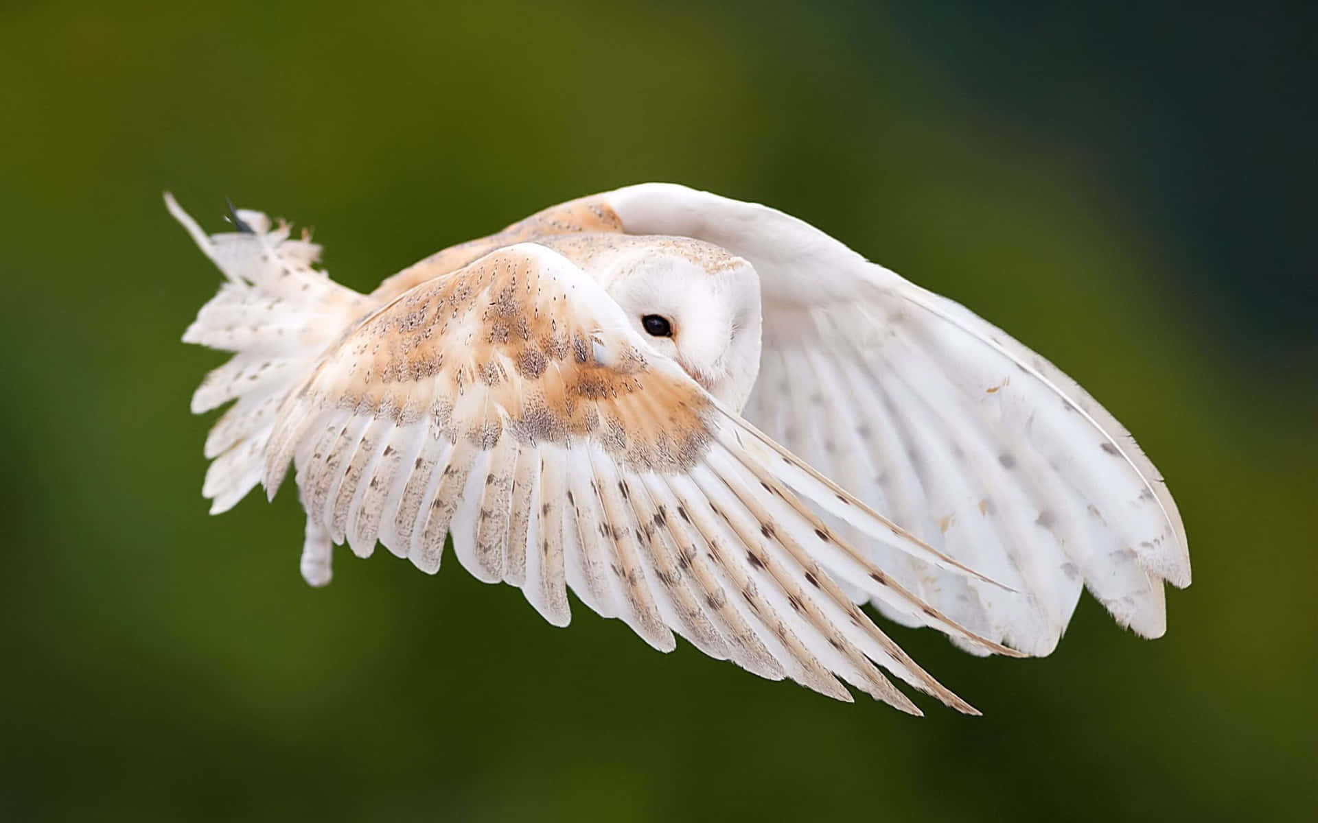 Barn Owl Pictures 2560 X 1600