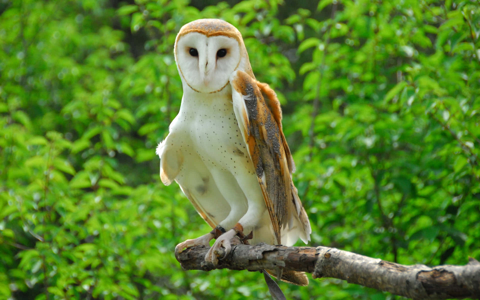An adult barn owl perched on a branch