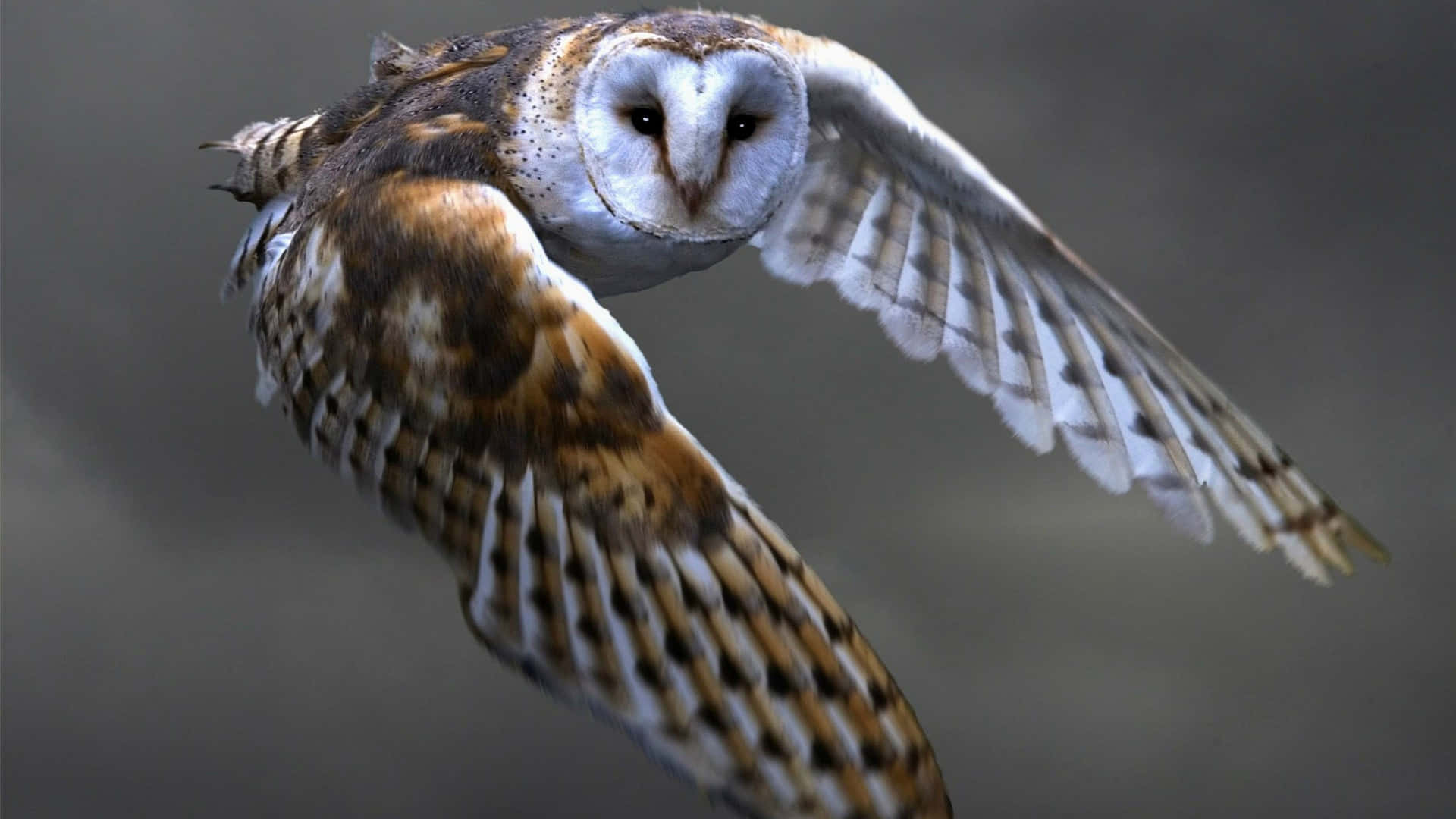 Barn Owl Flying In The Sky